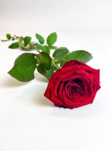 Rosas