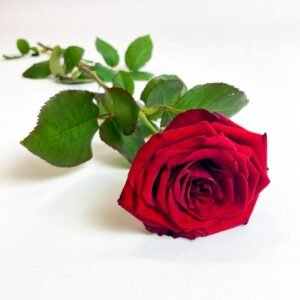 Rosas por Mayoreo