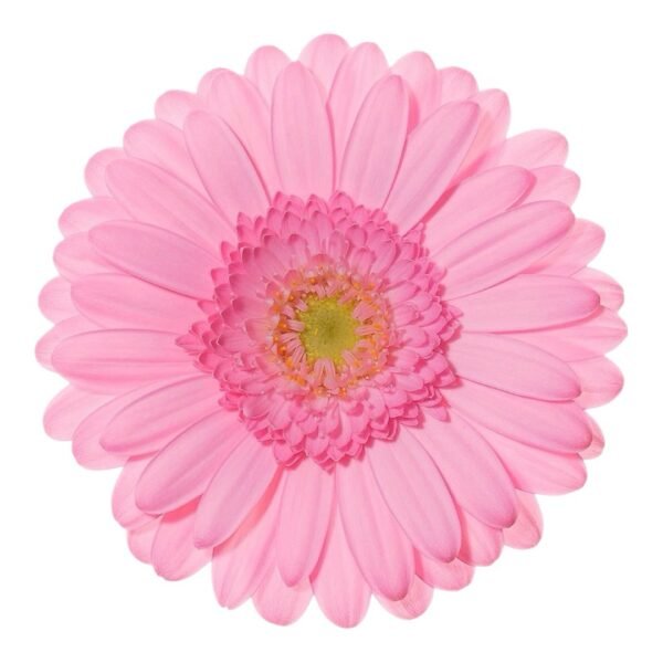 Gerberas
