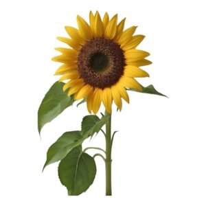 Girasol