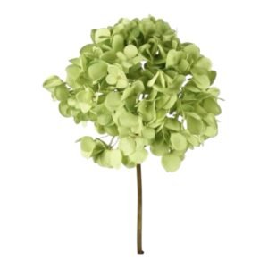 Hortensia