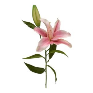Lirio