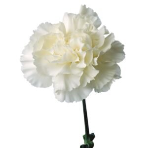 Clavel