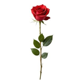 Docena de Rosas