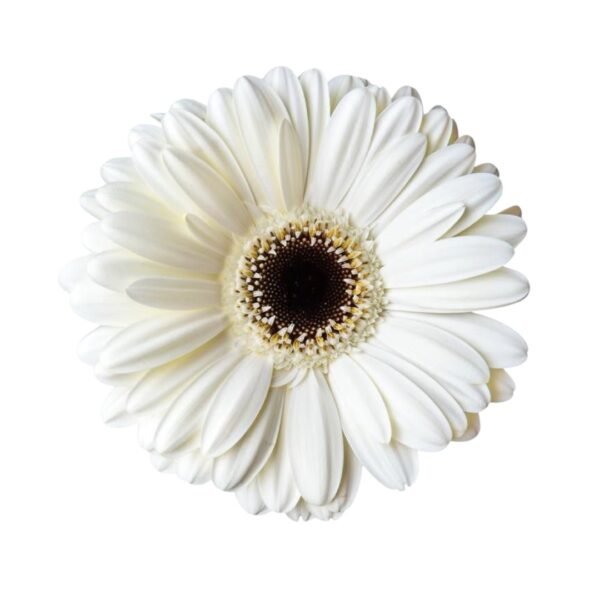 Gerberas - Image 6