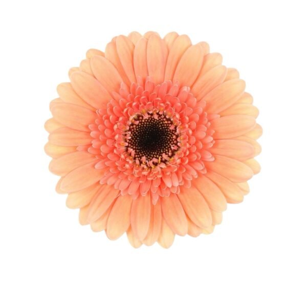 Gerberas - Image 7