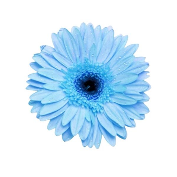 Gerberas - Image 4