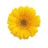 Docena de Gerberas