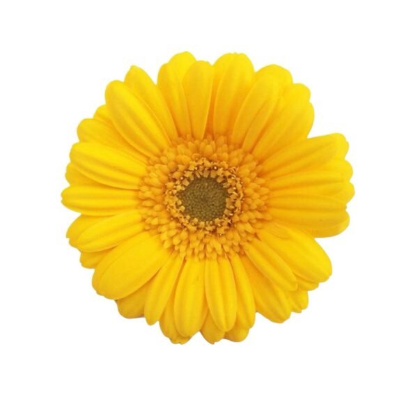 Gerberas