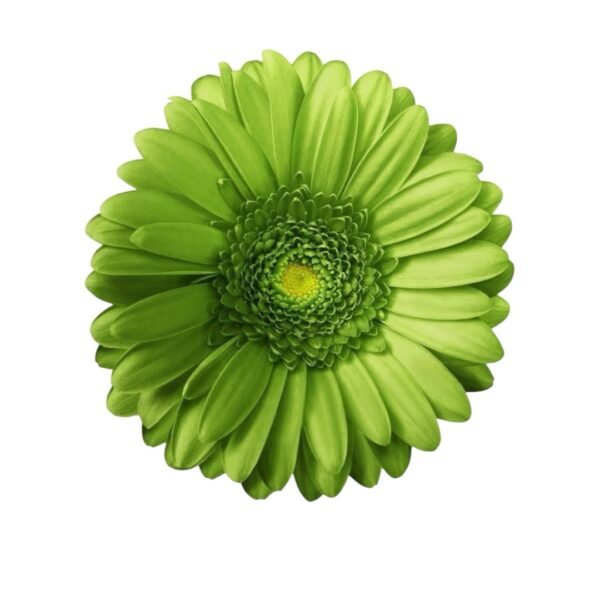 Gerberas - Image 5