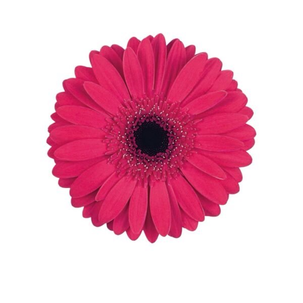 Gerberas - Image 3