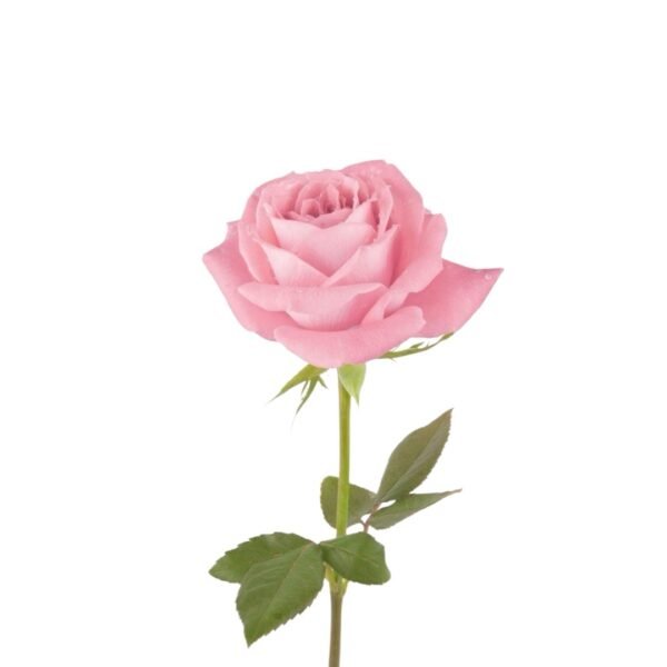 Rosas