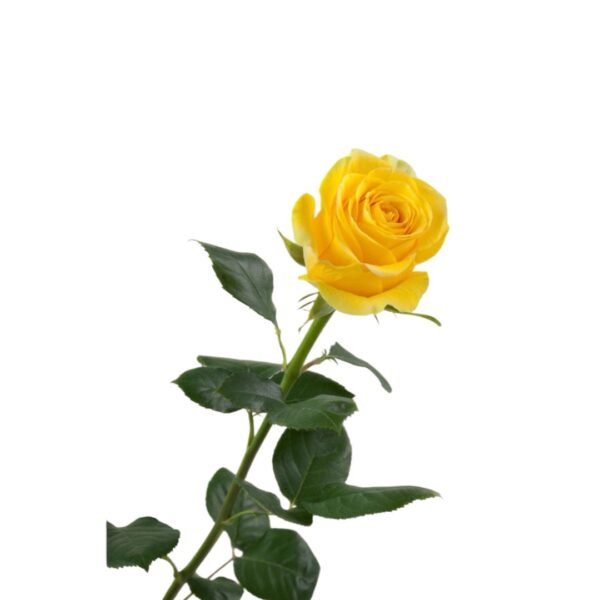 Rosas - Image 2