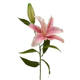 Lirio