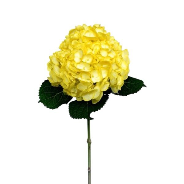 Docena de Hortensia - Image 6