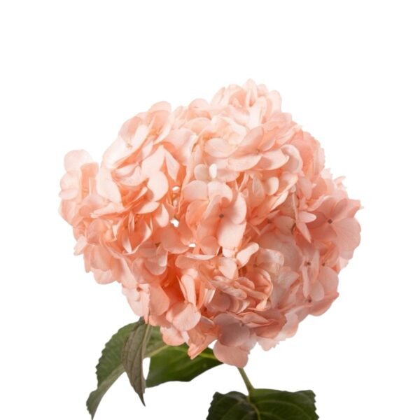 Docena de Hortensia - Image 4