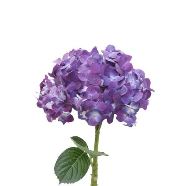 Docena de Hortensia - Image 3
