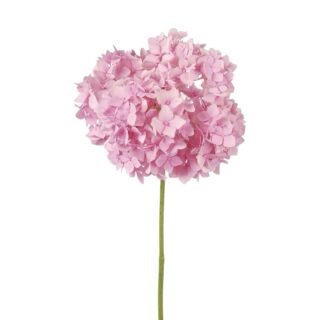 Hortensia