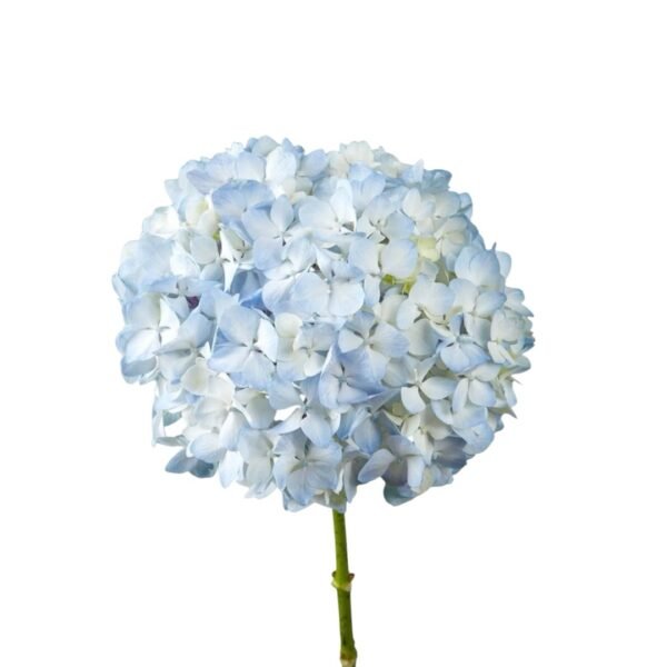 Docena de Hortensia - Image 2