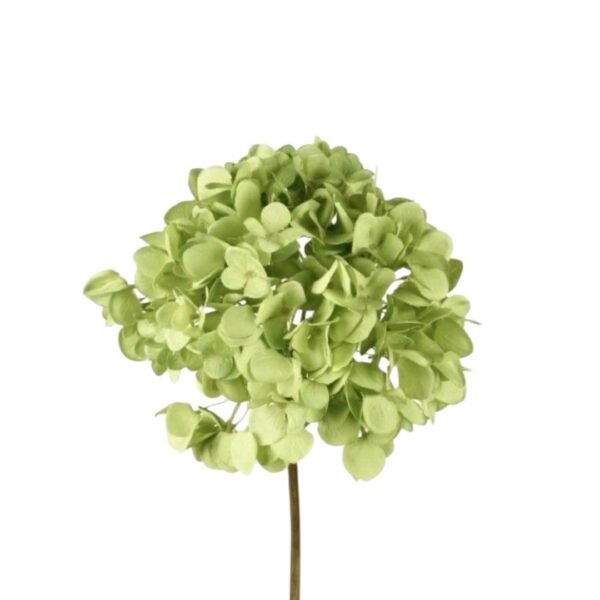 Docena de Hortensia - Image 5