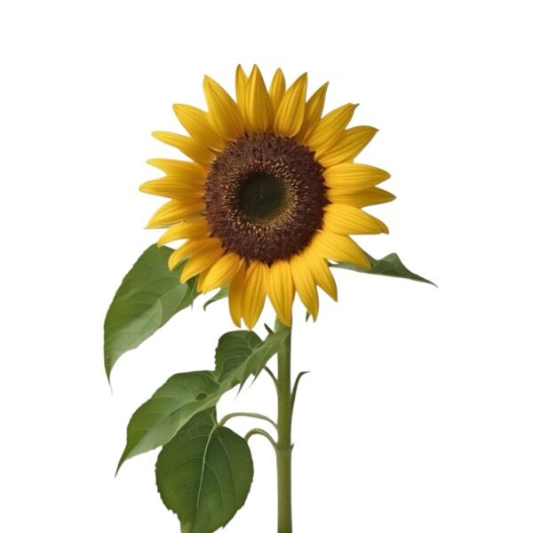 Girasol