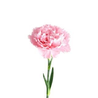 Clavel
