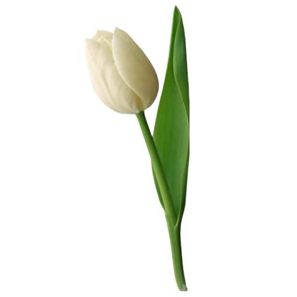 Docena de Tulipán - Image 2