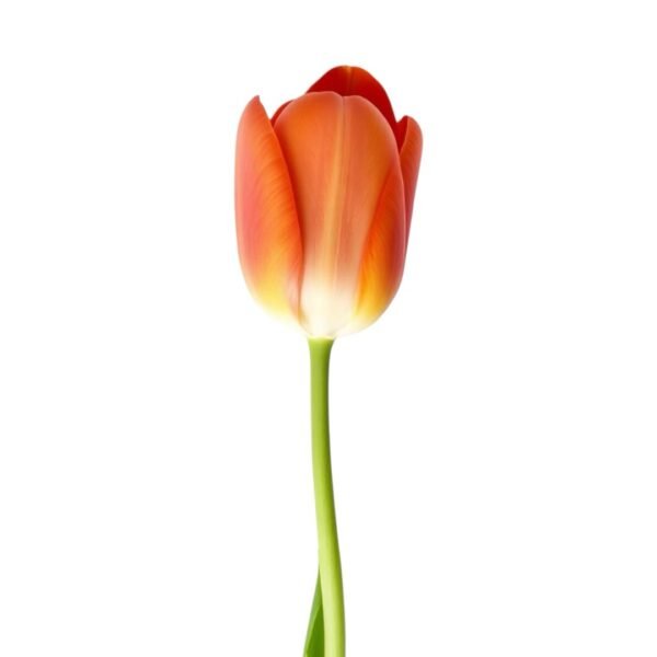 Docena de Tulipán - Image 3