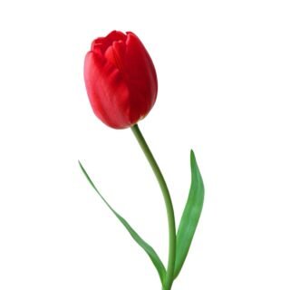 Docena de Tulipán