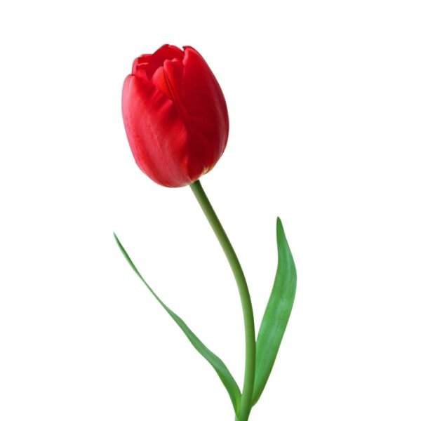 Docena de Tulipán