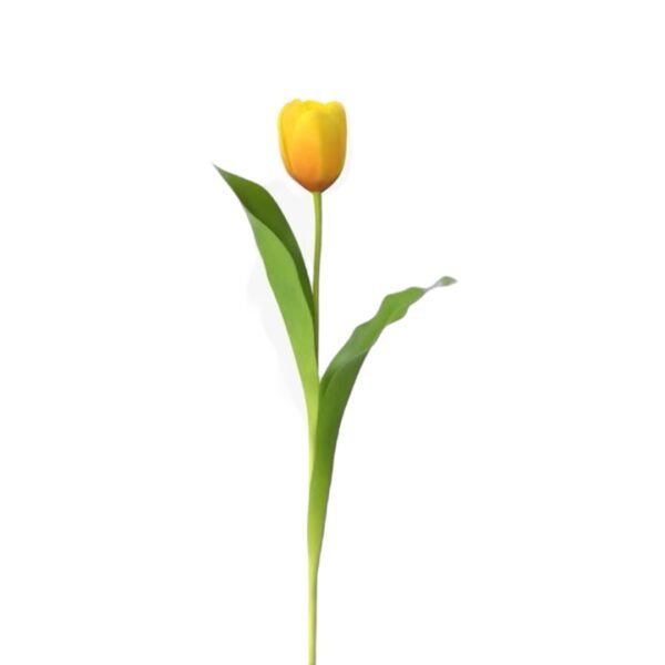Docena de Tulipán - Image 5