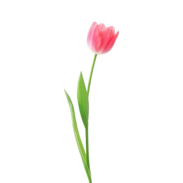 Docena de Tulipán - Image 4