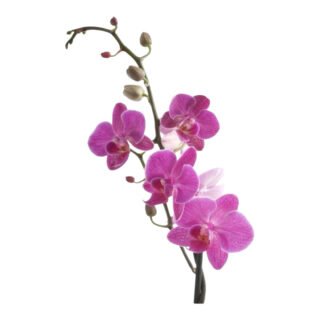 Docena de Orquídeas