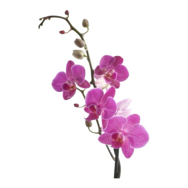 Docena de Orquídeas