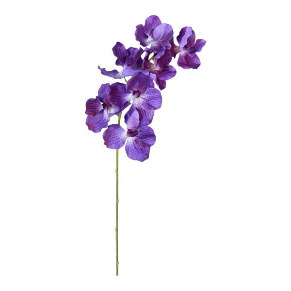 Docena de Orquídeas - Image 5