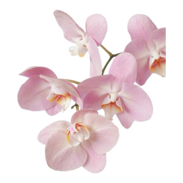 Docena de Orquídeas - Image 4