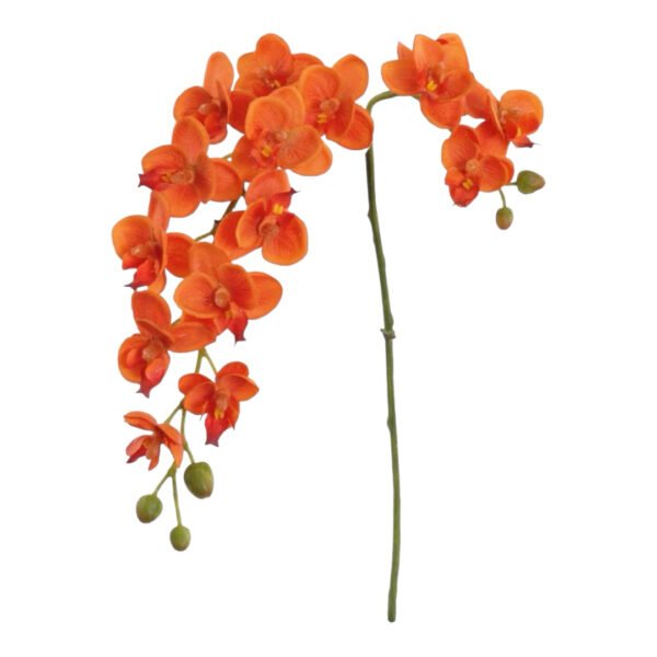 Docena de Orquídeas - Image 3