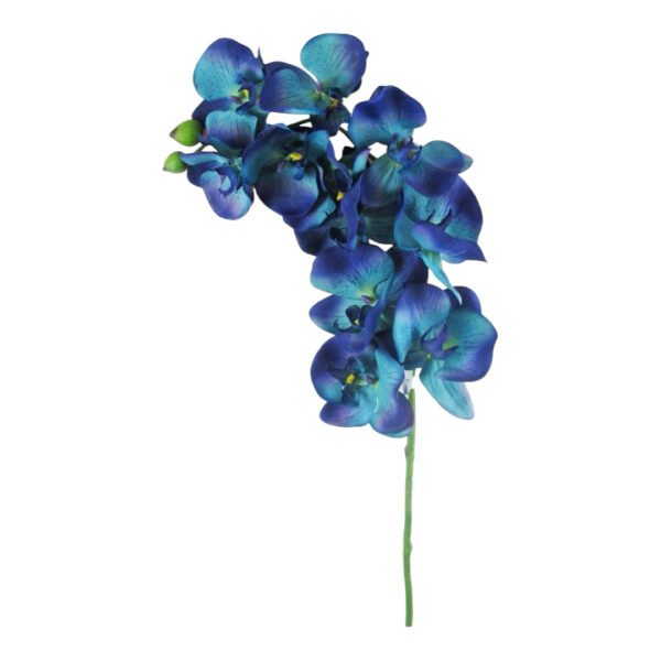 Docena de Orquídeas - Image 6