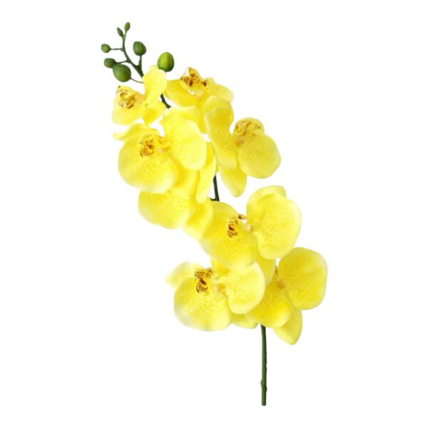 Docena de Orquídeas - Image 7