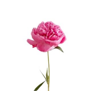 Peonia Rosa