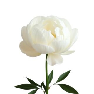 Peonia Blanca