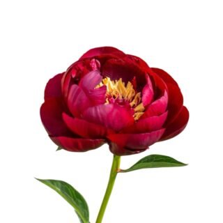 Peonia Roja
