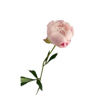 Peonia Rosa Pastel