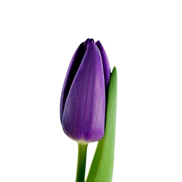 Docena de Tulipán - Image 6