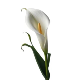 photoroom 20260126 214141