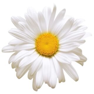 photoroom 20260126 214638