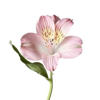 photoroom 20260126 220834