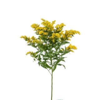 photoroom 20260126 221107