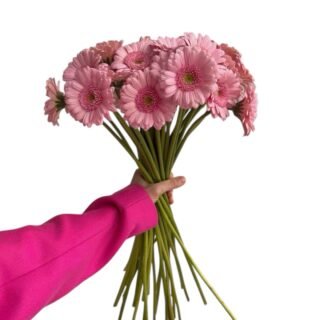 photoroom 20260206 163334