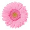 DOCENA GERBERAS